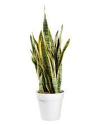 Snake Plant Laurenti
